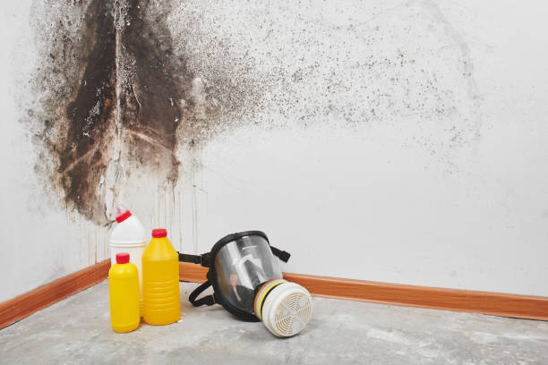 Best Mold Damage Repair  in Baker, LA