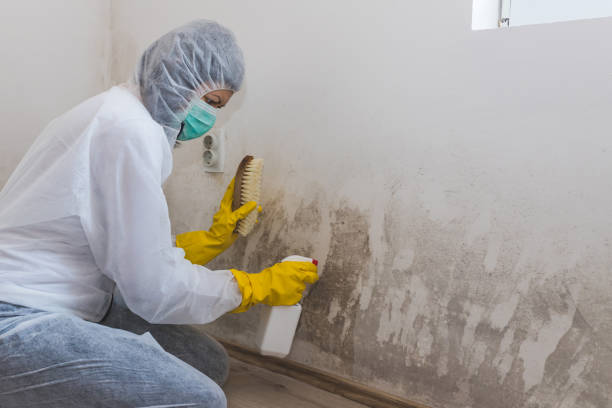 Best Fast Mold Removal  in Baker, LA