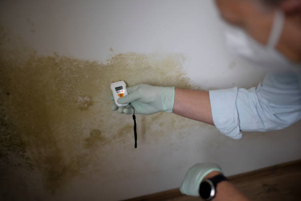 Reliable Baker, LA Mold Removal Solutions