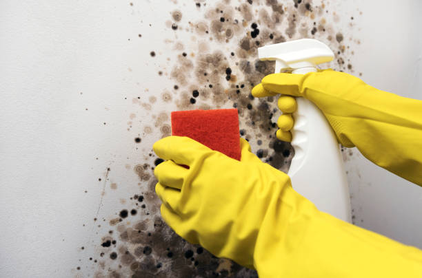 Best Local Mold Removal Service  in Baker, LA