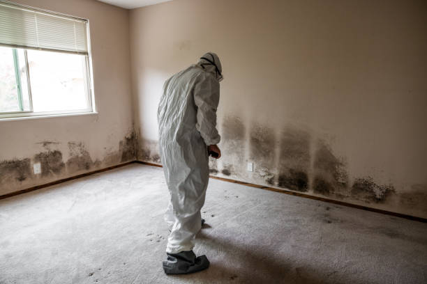 Attic Mold Removal in Baker, LA