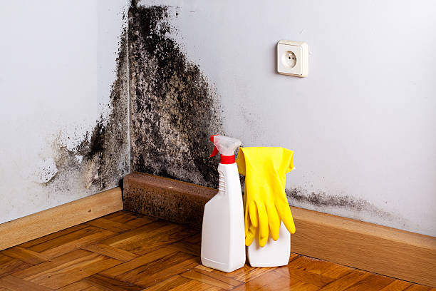 Best Emergency Mold Removal  in Baker, LA