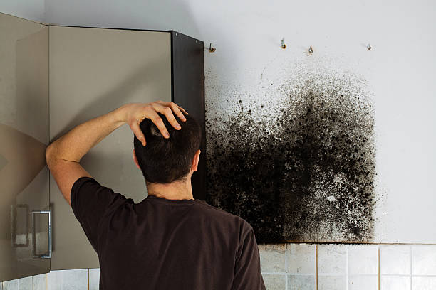 Best Black Mold Removal  in Baker, LA