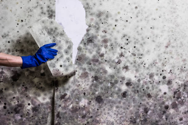 Best Professional Mold Removal  in Baker, LA