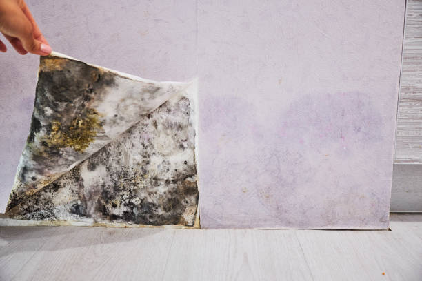 Best Crawl Space Mold Removal  in Baker, LA